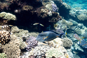 Coral Reef at the Red Sea,Egypt. Underwater landscape with fish and reefs.