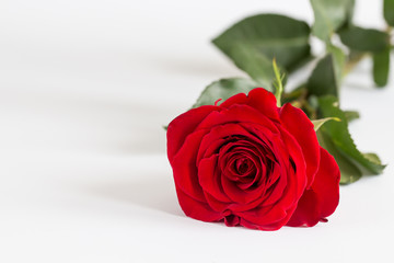 Red roses on white background. Valentines Day background, wedding day