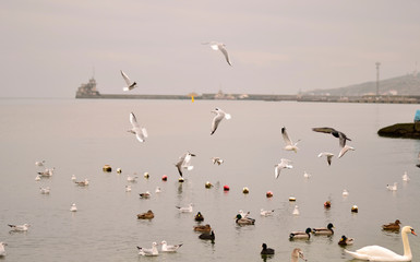 Flock of gulls, ducks, swans and doves on a cloudy day on the black sea coast 