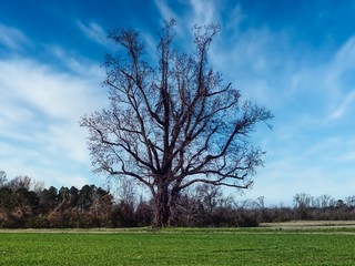 Obraz premium Lone tree with a beautiful blue cloudy sky