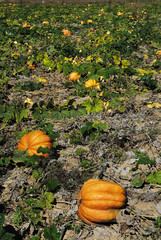 Yellow pumpkins in the field. One big in the foreground and many smaller in the background....