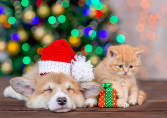Fototapeta na wymiar Pembroke welsh corgi puppy wearing a red santa hat sleeps with kitten on festive Christmas background