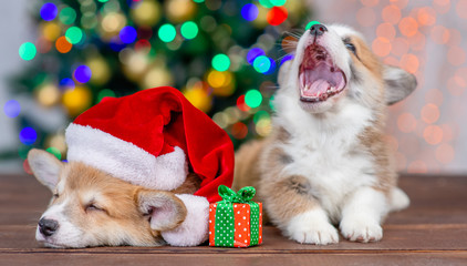 Pembroke welsh corgi puppy wearing a red christmas hat sleeps with yawning puppy on festive christmas background