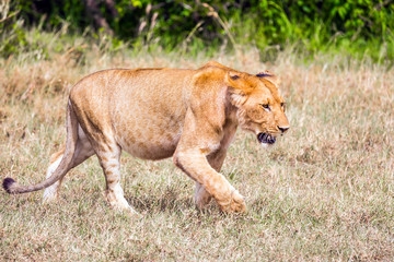 African lioness is preparing for the hunt
