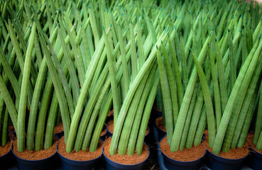 Potted plants.Aloe purify the air to provide oxygen at night.  Planted in the home or office.