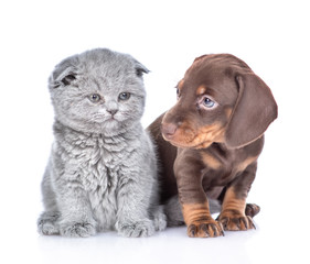 Tiny dachshund puppy and gray baby kitten sit together. isolated on white background
