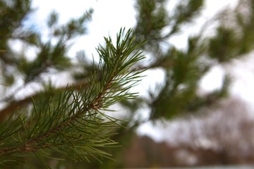 Fir branch on a background of gray sky.