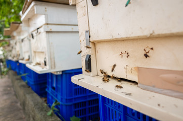 flying busy bees with white box