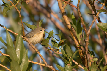 A yellow warbler sings amid the willows in Wyoming