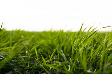 Young wheat seedlings growing on a field in autumn. Young green wheat growing in soil. Agricultural proces. Close up on sprouting rye agriculture on a field sunny day with blue sky. Sprouts of rye.