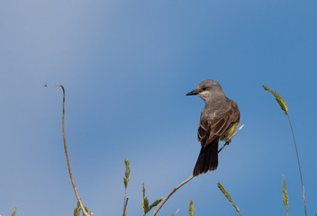 A western kingbird sees his next meal; Cheyenne, Wyoming