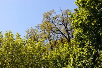 plant growth