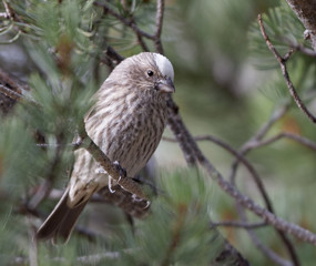 A house finch with a unique white crown perches amid pine branches near Cheyenne, Wyoming
