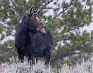 A cow moose stands alert in the Medicine Bow National Forest, Wyoming