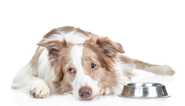 Sad Sick Dog Lies Beside A Bowl Of Dog Food. Isolated On White Background