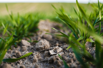 Young wheat seedlings growing on a field in autumn. Young green wheat growing in soil. Agricultural proces. Close up on sprouting rye agriculture on a field sunny day with blue sky. Sprouts of rye.