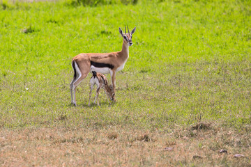 Thomson's gazelle. Mother with a newborn