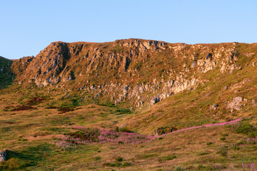 Epilobes sous les falaises du Puy Mary, volcan du Cantal