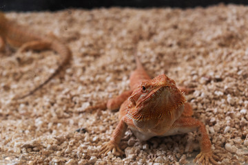 reptil animal of small exotic pet
