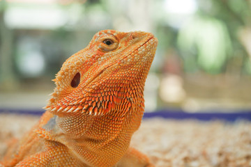 reptil animal of small exotic pet