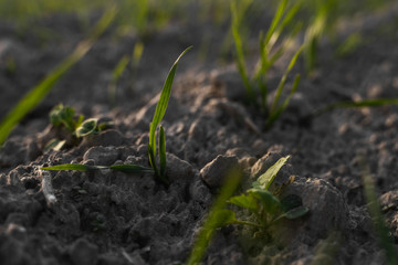 Young wheat seedlings growing on a field in autumn. Young green wheat growing in soil. Agricultural proces. Close up on sprouting rye agriculture on a field sunny day with blue sky. Sprouts of rye.