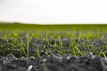 Young wheat seedlings growing on a field in autumn. Young green wheat growing in soil. Agricultural proces. Close up on sprouting rye agriculture on a field sunny day with blue sky. Sprouts of rye. © Volodymyr_sh