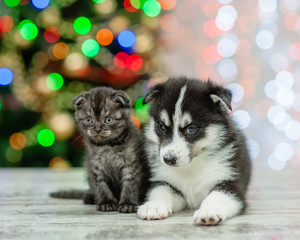 Fototapeta na wymiar Husky puppy and tiny kitten on a background of the Christmas tree