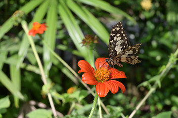 beautiful butterfly on orange flower in morning day