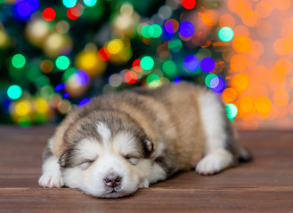 Fototapeta na wymiar Tiny alaskan malamute puppy sleeps at home with Christmas tree on background