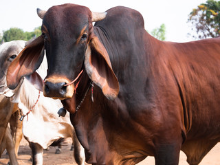 Brown ox standing at the farm. Beautiful animal.