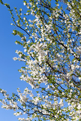 blooming beautiful fruit trees