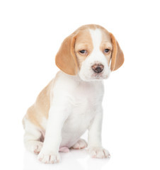 Little beagle puppy sits in front view and looks at camera. isolated on white background