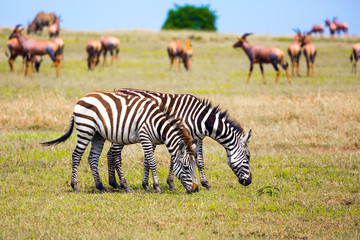 Fototapeta na wymiar African Safari