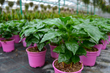 Fototapeta na wymiar Close up of Coffee plants in a pink pots (Arabica variety) in the greenhouse. Nursery coffee plants. Organic food, city garden, green market
