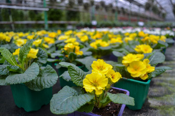 Fototapeta na wymiar Close-up of a yellow primrose in a bright pot and lots of blurred bright yellow cowslip flowers in a greenhouse. On the blurred background above - hanging flowers. Spring flower sale