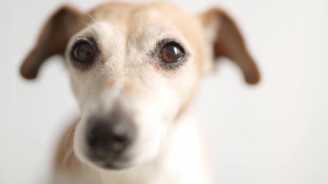 Dog close up portrait. Eyes look. Jack Russell terrier portrait with small depth of field. Video footage