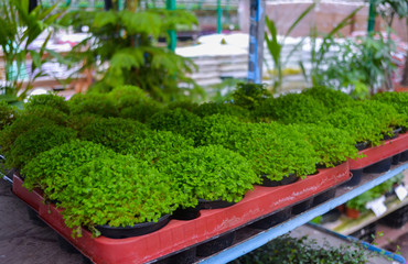 Many bright green bushes decorative plant Selaginella in flower pots. Spring sale in the flower shop, in the greenhouse