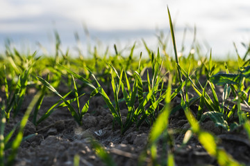 Young wheat seedlings growing on a field in autumn. Young green wheat growing in soil. Agricultural proces. Close up on sprouting rye agriculture on a field sunny day with blue sky. Sprouts of rye.