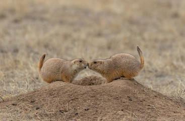Pair of Prairie dogs Interacting at a Burrow