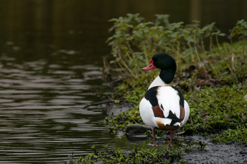 A common Shelduck as seen from the rear at a wetland park in the United Kingdom, turning it's head to the side showing it's face