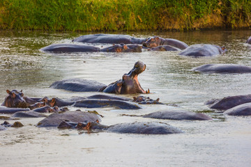 Flock of hippos