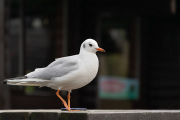 A Black-headed gull standing on a wooden table in front of a blurry background at a park in the north of the United Kingdom