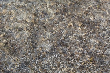 Within secluded borders of Mission Creek Preserve, where the Mojave and Colorado deserts coincide, flows a life giving stream, creating rare riparian habitats in this otherwise arid environment.