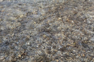 Within secluded borders of Mission Creek Preserve, where the Mojave and Colorado deserts coincide, flows a life giving stream, creating rare riparian habitats in this otherwise arid environment.