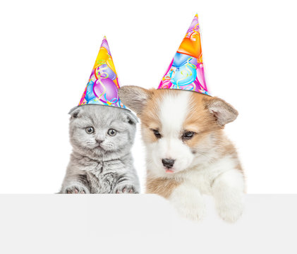 Kitten and pembroke welsh corgi puppy wearing birthday hats  look above empty banner. isolated on white background