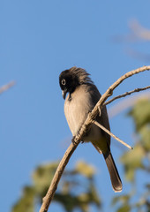 background, be'er sheva, beer sheba, beer sheva, beersheba, bird, birds, black, blue, blue background, blue sky, branch, bulbul, closeup, feather, garden, green, grey, israel, nature, outdoor, park, p