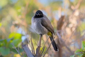 background, be'er sheva, beer sheba, beer sheva, beersheba, bird, birds, black, blue, blue background, blue sky, branch, bulbul, closeup, feather, garden, green, grey, israel, nature, outdoor, park, p