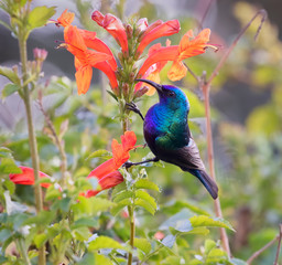 The Palestine sunbird (Cinnyris osea), male, feeding on flowers at Beer Sheva's park, Israel