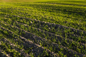 Field of young wheat seedlings growing in autumn. Young green wheat growing in soil. Agricultural proces. Close up on sprouting rye agriculture on a field sunny day with blue sky. Sprouts of rye.