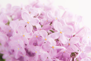 Soft beautiful spring lilac background. Closeup view. Postcard